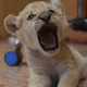 Image for article titled NEW CAT ALERT: First American Baby 'Liligers' Born at Oklahoma Zoo